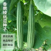 香嫩棱丝瓜，八棱八角广东种子