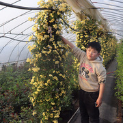 木香花苗爬藤植物庭院蔷薇，开花特大花，四季浓香红色甜蜜红木香花苗