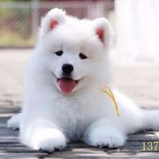 运城萨摩耶幼犬纯种萨摩耶犬，活体微笑天使萨摩耶，小狗雪橇犬哈士奇