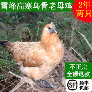 雪峰乌骨鸡土鸡农家散养新鲜现杀乌鸡月子鸡两年老母鸡2只