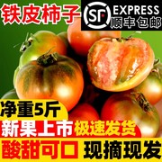 铁皮柿子西红柿新鲜自然熟草莓柿子盘锦碱地柿子生吃应季水果番茄