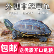中华草龟家养小乌龟活物外塘宠物观赏水龟，金线龟巴西墨龟大草龟苗