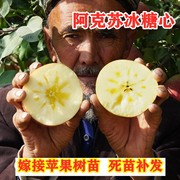 新疆阿克苏冰糖心苹果树苗嫁接脆甜抗寒丑苹果苗北方种植当年结果