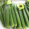撒可奇日本进口黄秋葵种子绿四季播水果禾之元春季台湾蔬菜籽种孑