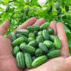拇指西瓜种子迷你小西瓜种子佩普基诺四季阳台盆栽春秋水果蔬菜孑