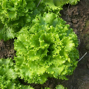 北京平谷农家新鲜蔬菜同城配送青菜奶油片状生菜时令沙拉叶菜蘸酱