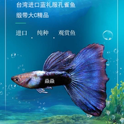 台湾进口蓝礼服孔雀鱼，稀有大c缎带，淡水小型热带鱼凤尾鱼