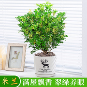 香水米兰盆栽花苗浓香型好养型驱蚊花卉大颗植物四季开花不断绿植