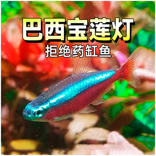 巴西宝莲灯鱼红绿灯科鱼热带淡水，观赏小型水草群游斑马孔雀鱼大号