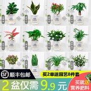 花卉盆栽绿萝植物文竹发财树，水培好养活懒人室内四季带花盆景客厅