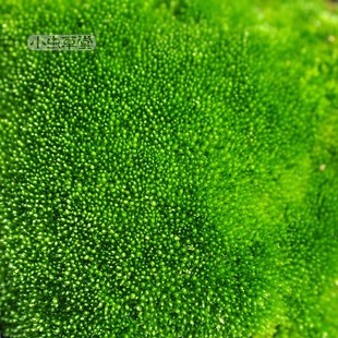 苔藓小虫草堂鲜绿青苔活水苔白发砂朵朵真曲尾羊绒蕨类植物微景观