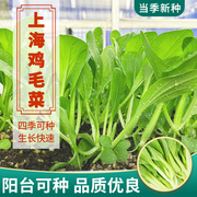 四季鸡毛菜种子上海青菜种籽小白菜籽种阳台盆栽蔬菜种孑青菜种籽