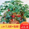种子猎人草莓盆栽苗秧四季可食用室内阳台，植物好养活红颜淡雪章姬