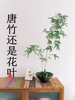 竹子盆栽花叶，小唐竹绿植茶桌办公桌室内盆景，苗稀有不多