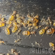 华丽原蚁 中华蜜罐蚁 原蚁 宠物蚂蚁 容易饲养弓背收获蚁  原蚁