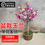 矮化紫玉兰花树苗盆栽室外耐寒植物户外庭院花卉绿植广玉兰风景树