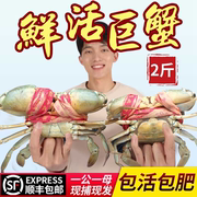 三门青蟹鲜活特大超大2斤螃蟹，1公1母大青蟹水产海鲜红鲟膏蟹海蟹