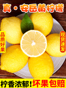 安岳柠檬新鲜皮薄多汁黄柠檬奶茶店专用一级果尤力克柠檬果