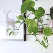 客厅装饰画沙发背景墙，挂画麋鹿组合绿植现代简约餐厅有机玻璃画