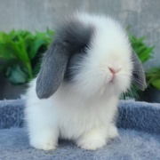 垂耳兔子活物灰白道奇垂耳兔迷你宠物兔纯种荷兰短毛折耳兔活体