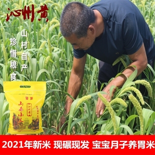 山西沁县黄小米食用米脂2021年新米正宗宝宝稀饭米月子米杂粮特级