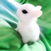 兔子活物迷你侏儒凤眼海棠，小型茶杯兔，长不大的儿童宠物垂耳兔活体