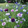 矢车菊花种四季易种活蓝色，矢车菊种子室外庭院，绿化耐寒花卉种籽子