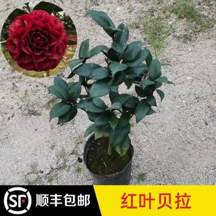 永福花乡园艺 红叶贝拉 茶花 山茶花树苗