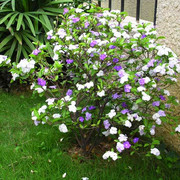 鸳鸯双色茉莉花苗绿植盆栽芳香花卉植物室内阳台，白色紫色茉莉花苗