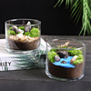 10c直筒苔藓微景观生态瓶趣味植物创意DIY材料包迷你玻璃盆栽礼物