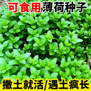 薄荷种籽子可食用四季种植种子，香水留兰香猫薄荷驱蚊室内阳台盆栽