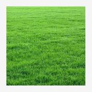美国四季青草坪种子高羊茅草籽草种耐寒耐践踏工程绿化护坡