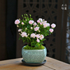 日本姬月季乙女月季迷你月季老桩阳台绿植花卉盆栽盆景桌面