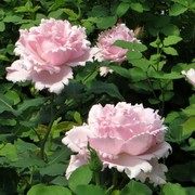 法国玫瑰索菲罗莎大花浓香，月季花苗四季开花阳台庭院耐寒抗病