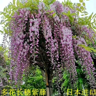 多花紫藤树苗日本进口花苗爬藤植物庭院户外四季开攀爬盆栽花