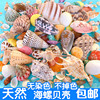天然海螺贝壳珊瑚地台鱼缸造景装饰寄居蟹手工diy漂流瓶套装
