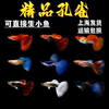 孔雀鱼纯种活体凤尾鱼苗，淡水金鱼小型热带观赏鱼冷水极品杂袍