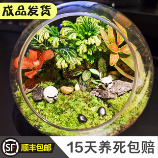 微景观生态瓶成品缸盆景玻璃苔藓创意植物造景材料办公室室内桌面