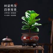 琴叶榕绿植盆栽客厅花卉植物室内花四季青美观树苗办公室桌面摆件