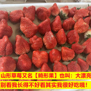 畸形丹东99草莓长的像山峰一样的山形草莓又名”大漂亮“不规则果