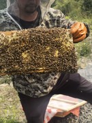 农家土蜂蜜百花蜜中蜂自养
