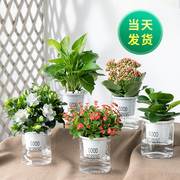 栀子花绿萝花卉室内盆栽吊兰，办公室桌面阳台，小绿植发财树水培植物