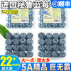 10盒秘鲁蓝莓鲜果新鲜水果，当季高山怡颗现摘孕妇整箱甜9