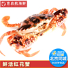5-6两/只红花蟹鲜活 北京闪送 应季飞蟹满肉公母海螃蟹海鲜