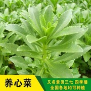 养心菜高钙救心菜种子可食用野菜四季播阳台盆栽特色保健蔬菜种籽