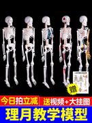 人体骨骼模型骨架小白，全身脊椎仿真医学结构解剖骷髅，脊柱儿童玩具