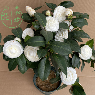 白色山茶花盆栽花卉绿植，室内庭院东方亮白雪塔白玉，丹大型花朵名贵