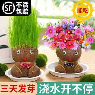 头上长草的娃娃小盆栽浇水开花草头娃娃桌面迷你植物儿童创意绿植