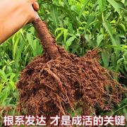 桃树果苗四川龙泉水蜜桃嫁接桃树苗盆栽地栽南方北方种植当年结果