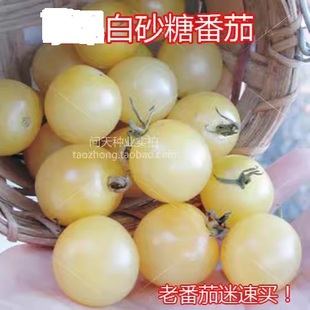 可留种白砂糖白黑色樱桃番茄圣女果西红柿四季蔬菜水果种子籽孑苗